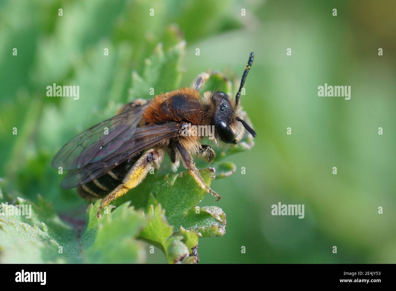 Close up of female Broad-faced Mining Bee, Andrena proxima on green thistle leaf Stock Photo