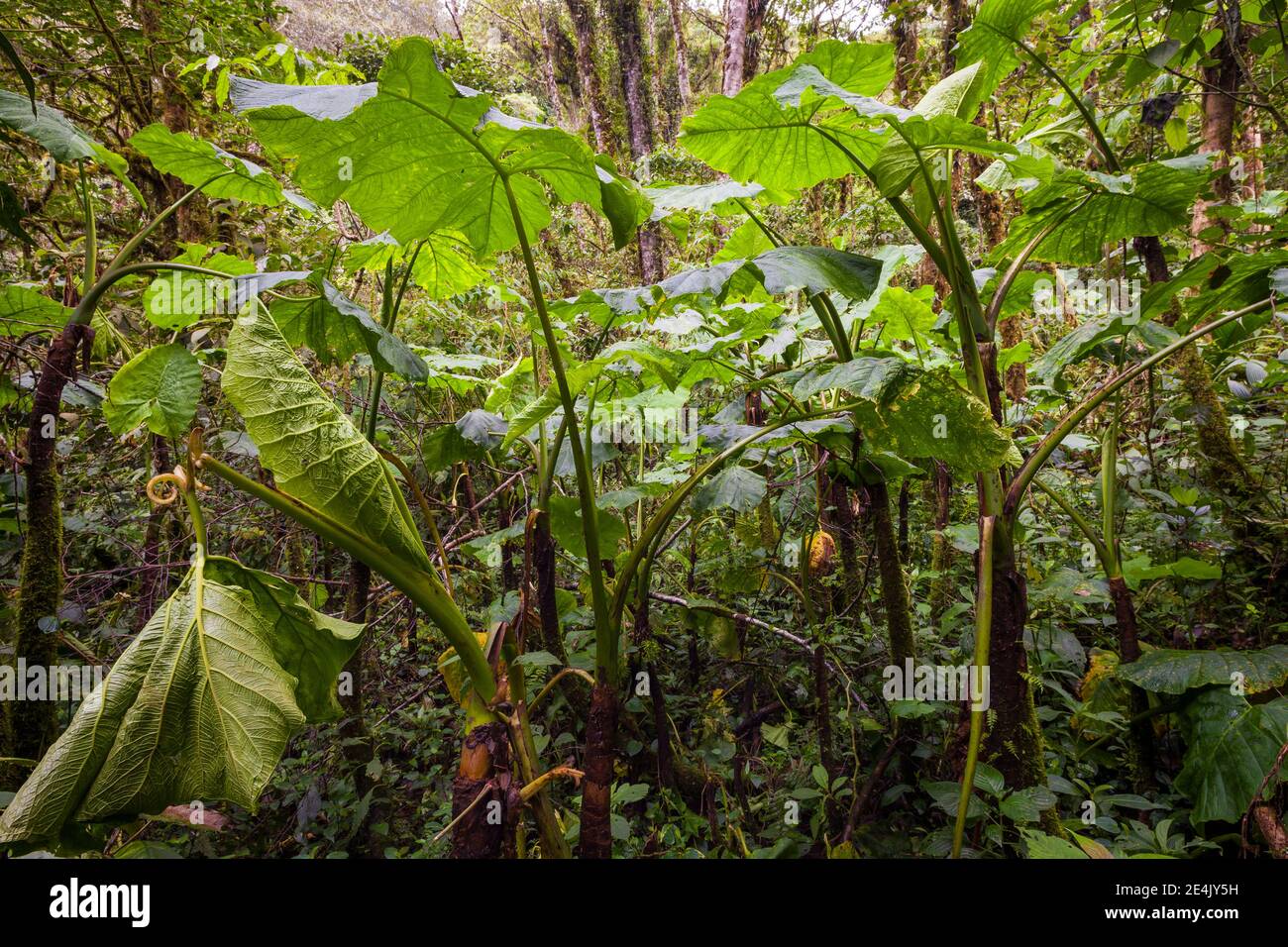 Lush cloudforest in La Amistad national park, Chiriqui province, Republic of Panama. Stock Photo