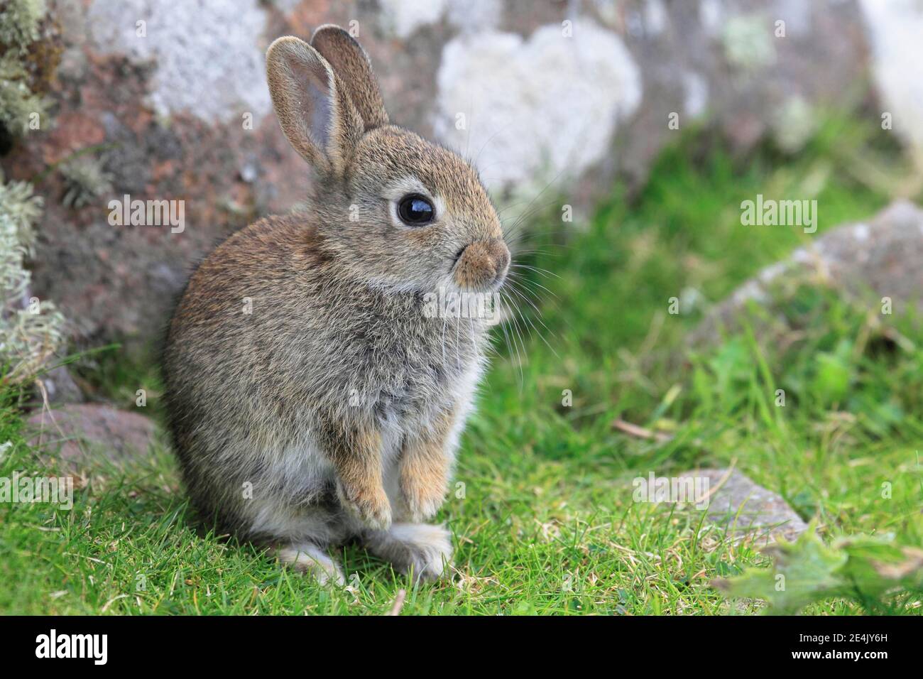 Wild rabbit, Oryctolagus cuniculus, Scotland, United Kingdom Stock ...