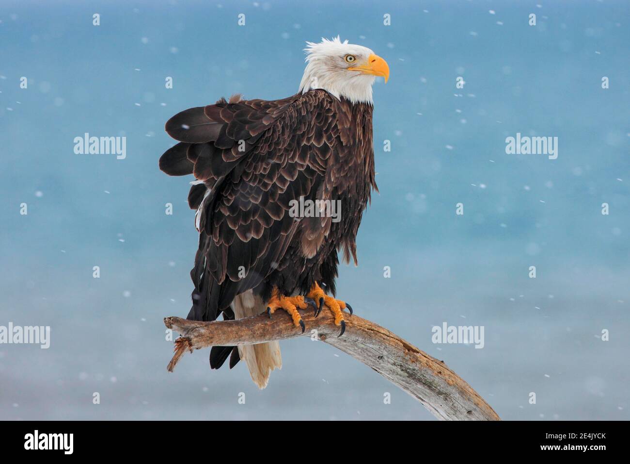 Bald eagle head shot alaska hi-res stock photography and images - Alamy