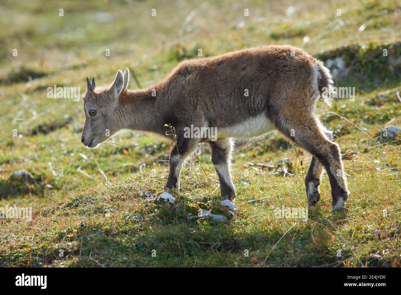 Stonecrop (Capra ibex), Ibex, Switzerland Stock Photo