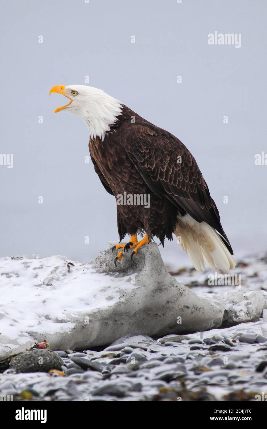 Bald eagle head shot alaska hi-res stock photography and images - Alamy
