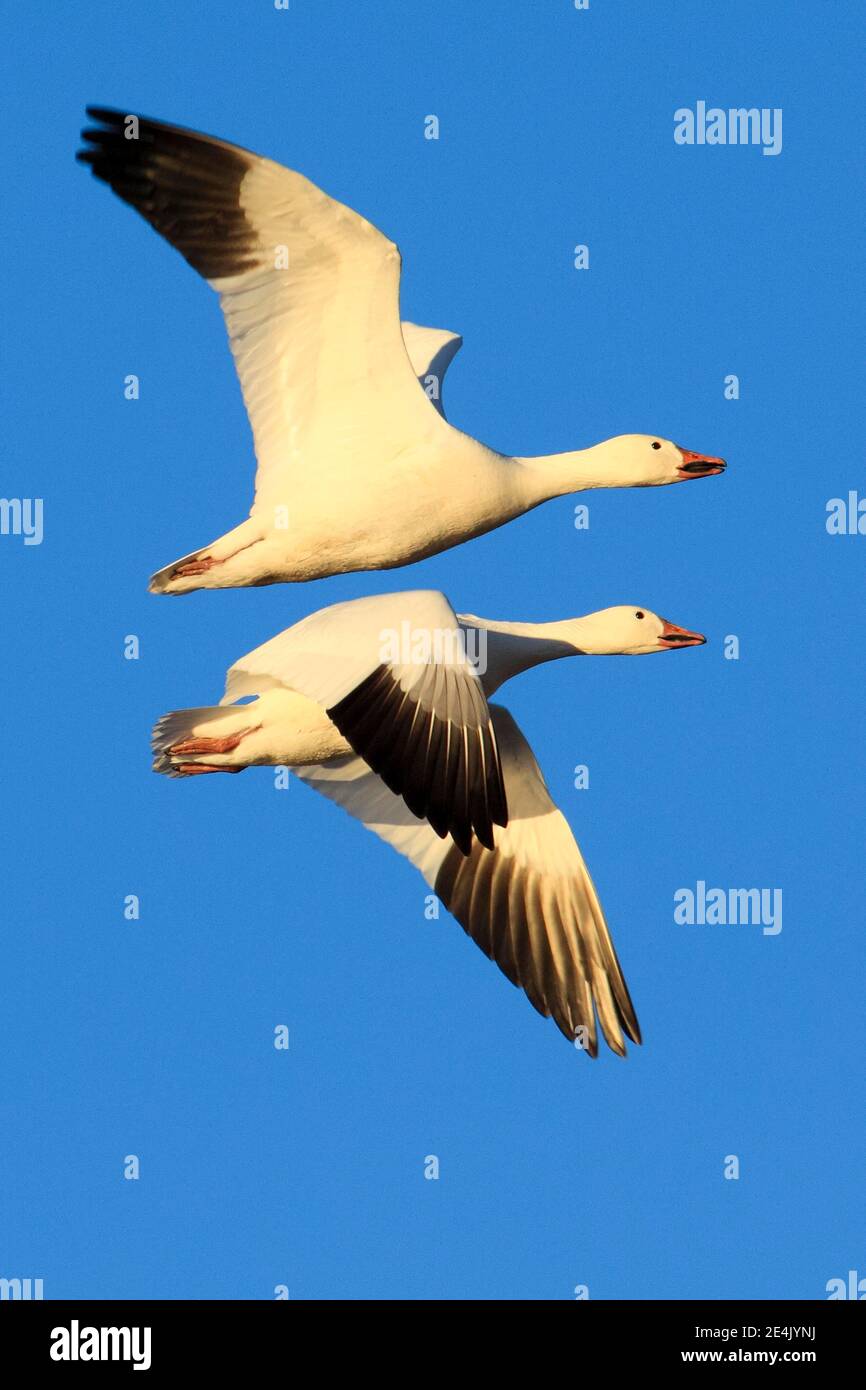 Snow goose (Anser caerulescens), USA Stock Photo - Alamy
