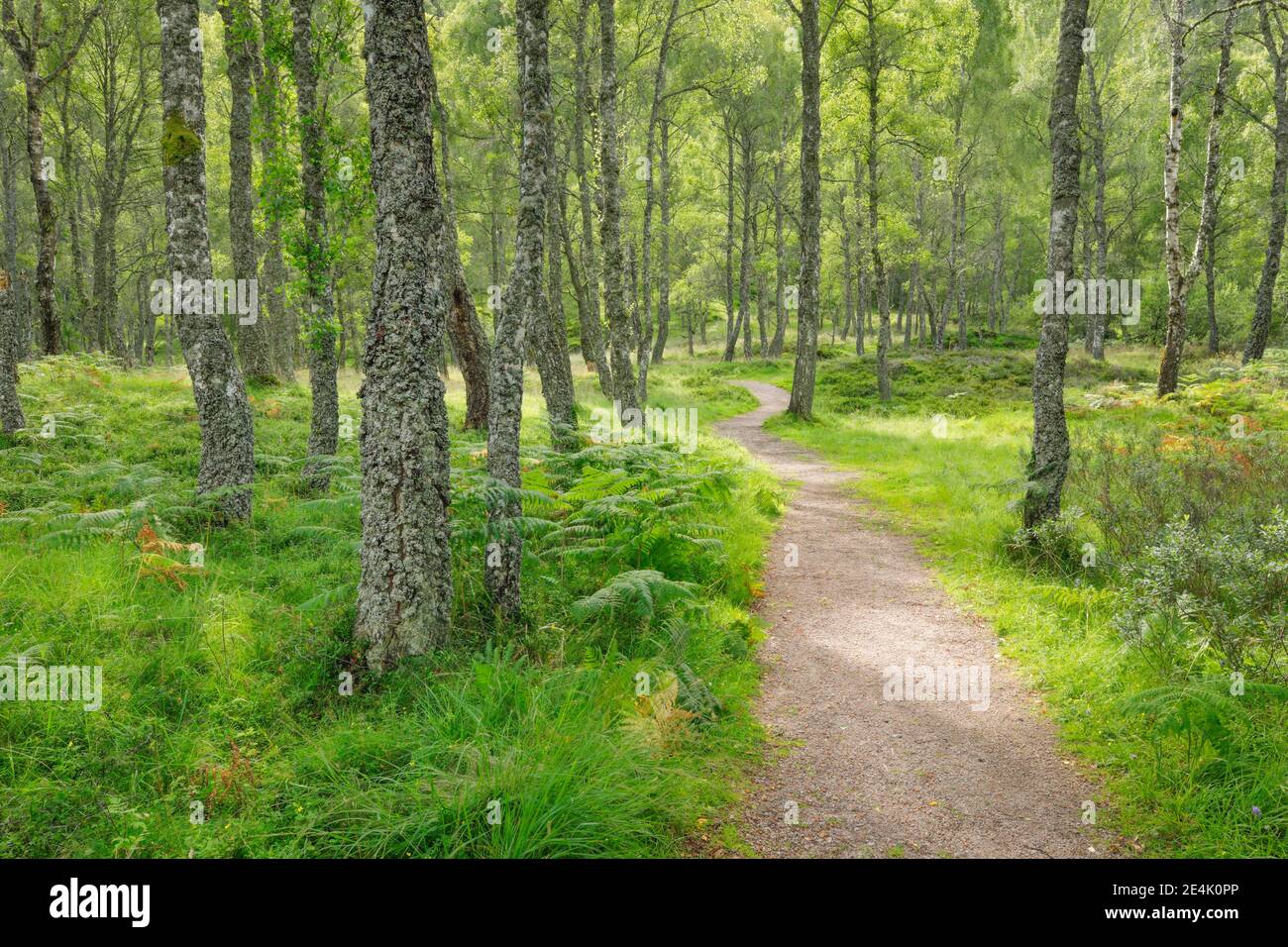 Footpath in birch forest, Craigellachie National Nature Reserve ...