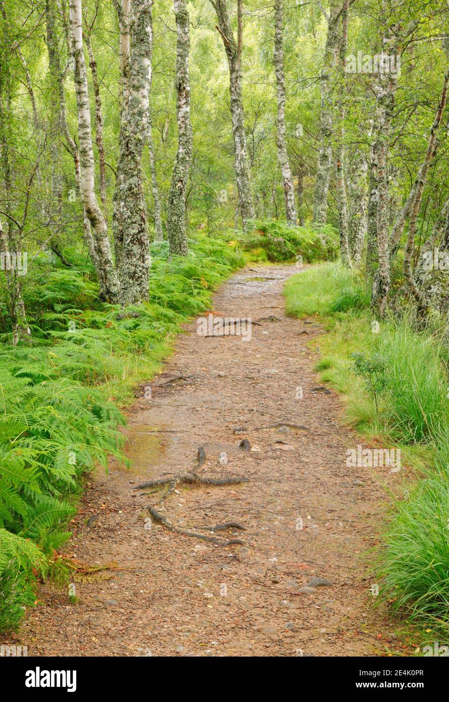 Footpath in birch forest, Craigellachie National Nature Reserve ...