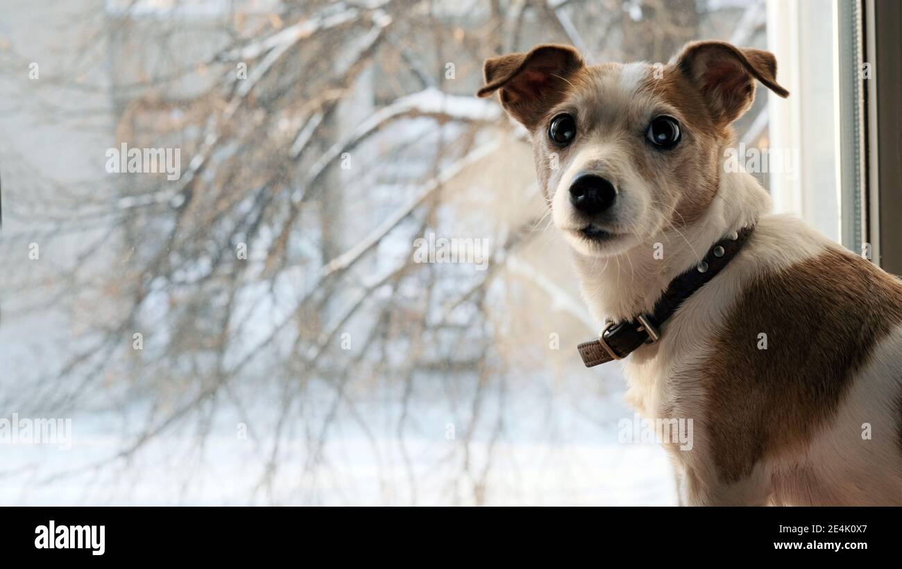 Dog jack srassell terrier looks back sitting window snow in winter i Stock Photo