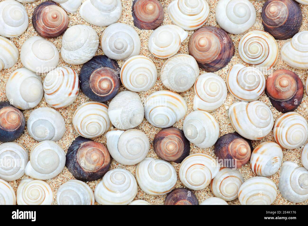 Snail shells, Scotland, UK Stock Photo