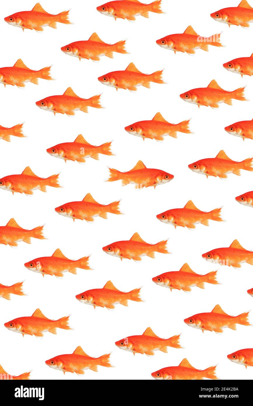 Photomontage, school of goldfish on white background Stock Photo