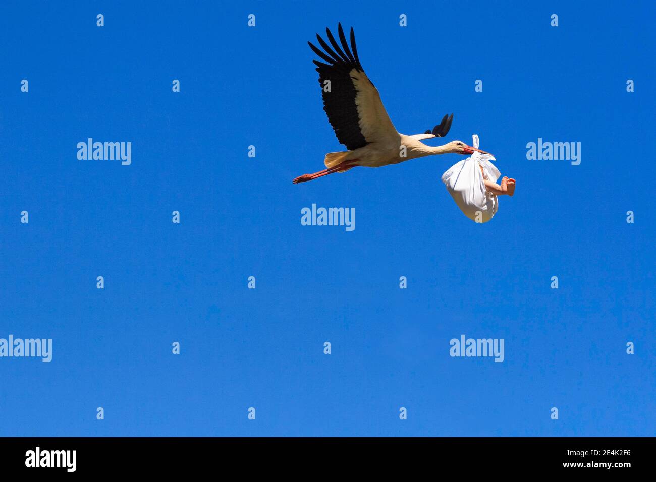 Photomontage, flying stork with baby in beak brings offspring, digital composition Stock Photo