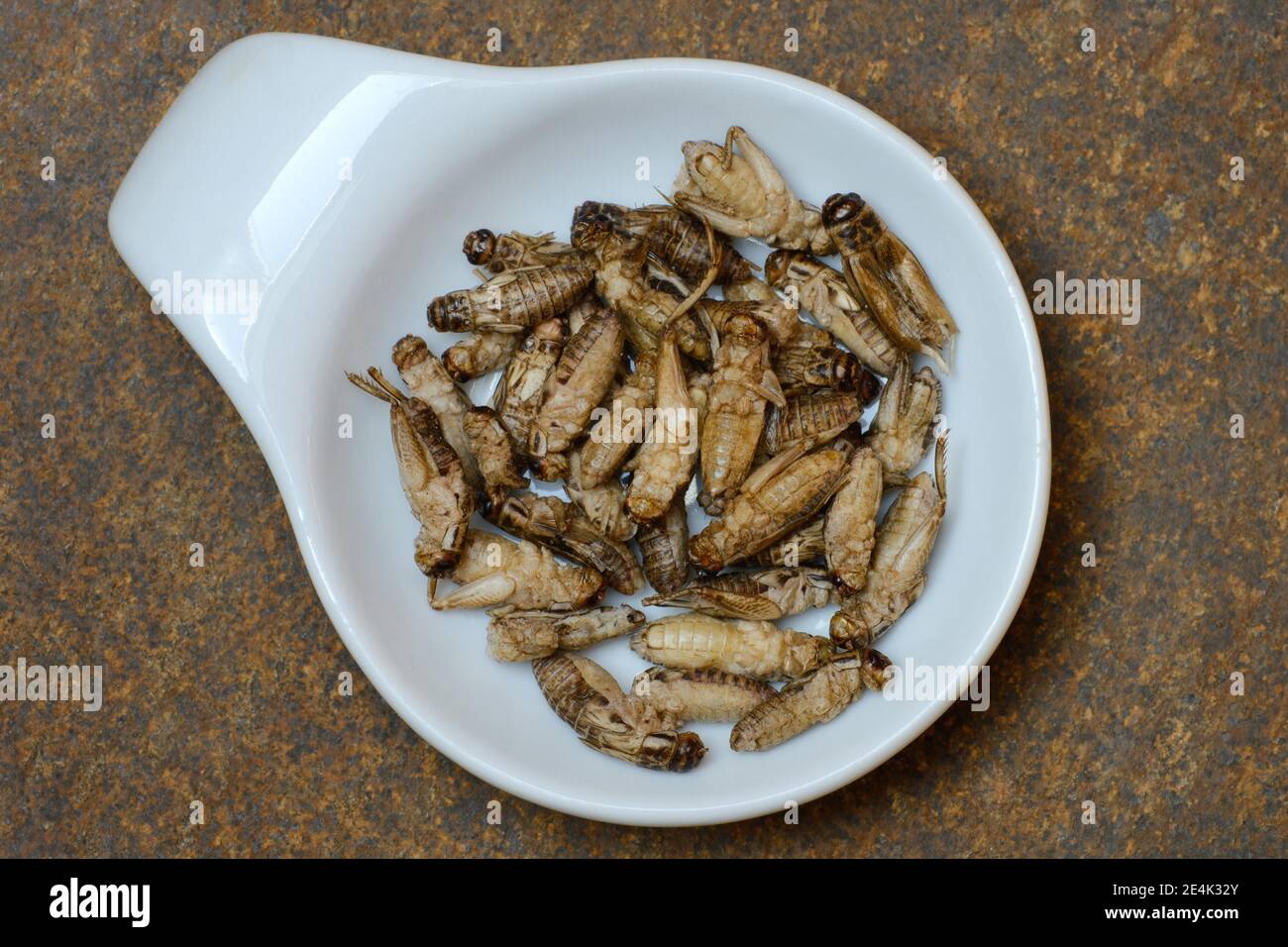 Dried crickets in shell, Acheta domesticus Stock Photo