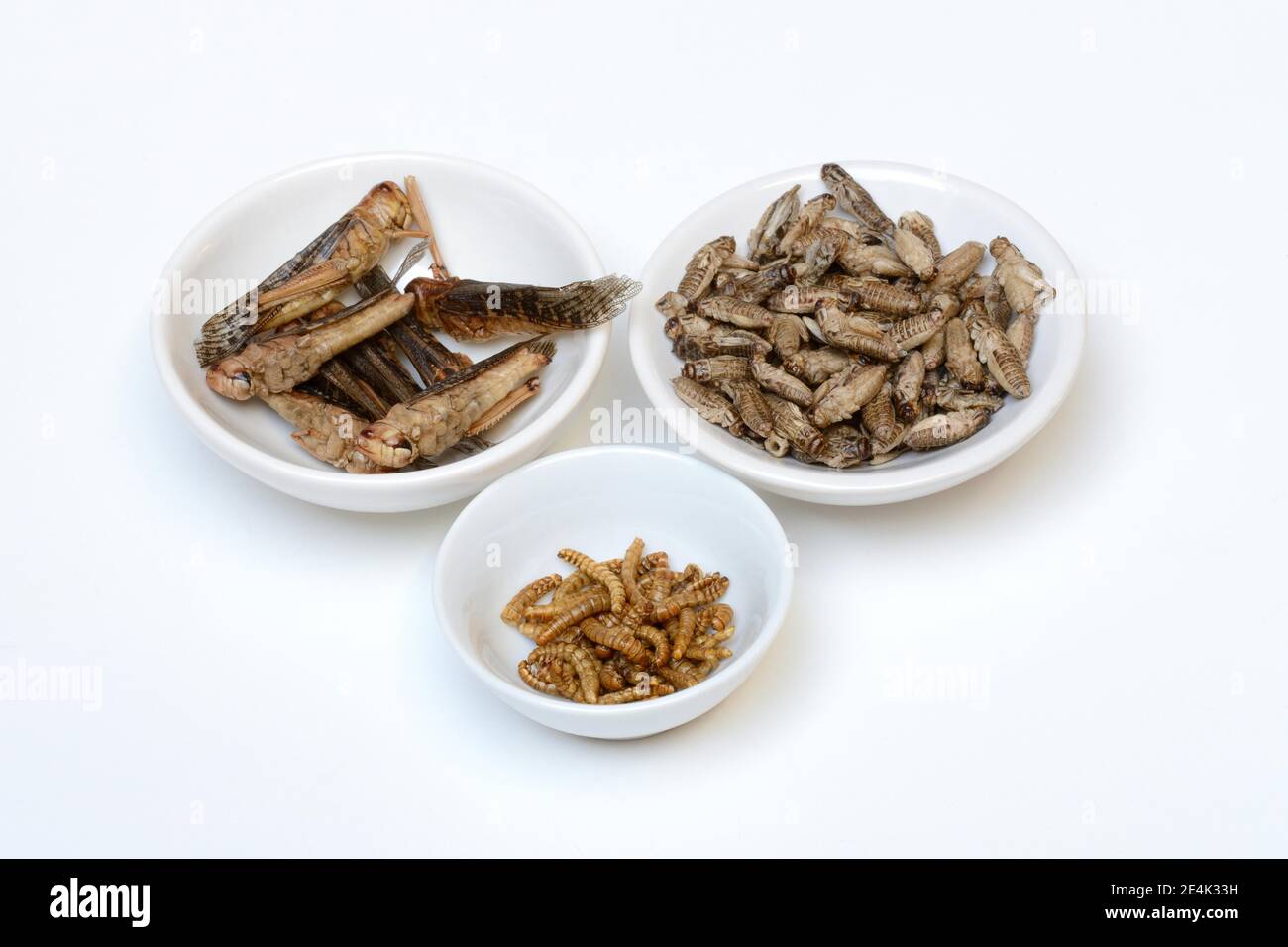Insect food, various dried insects in shells, grasshoppers, crickets, mealworms(Locusta migratoria), Acheta domesticus, Tenebrio molitor Stock Photo