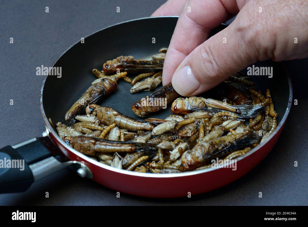 Insect food, various fried insects in a pan, locusts, crickets, mealworms(Locusta migratoria), Acheta domesticus, Tenebrio molitor Stock Photo