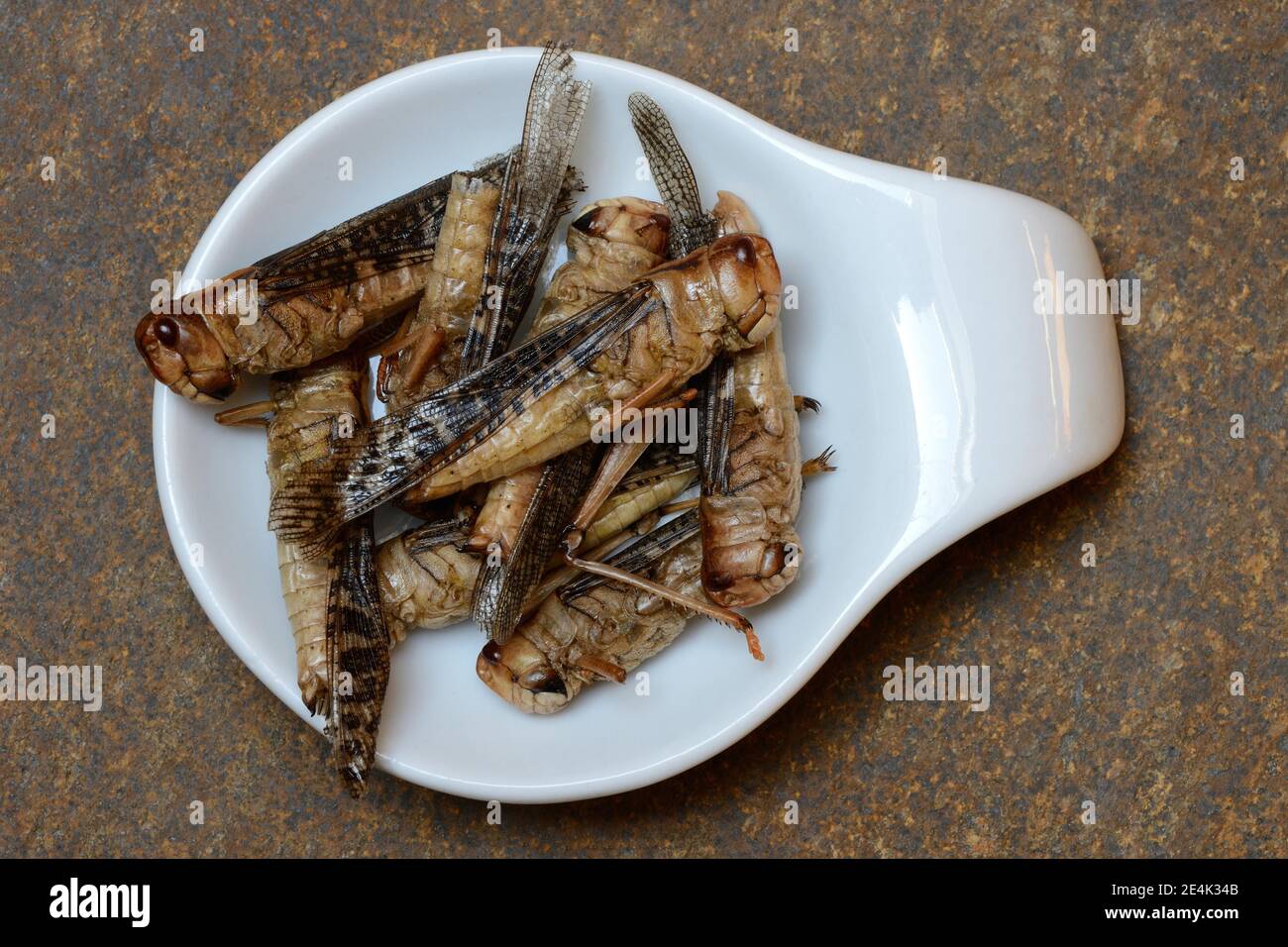 Dried locusts in shell, European locust, Locusta migratoria Stock