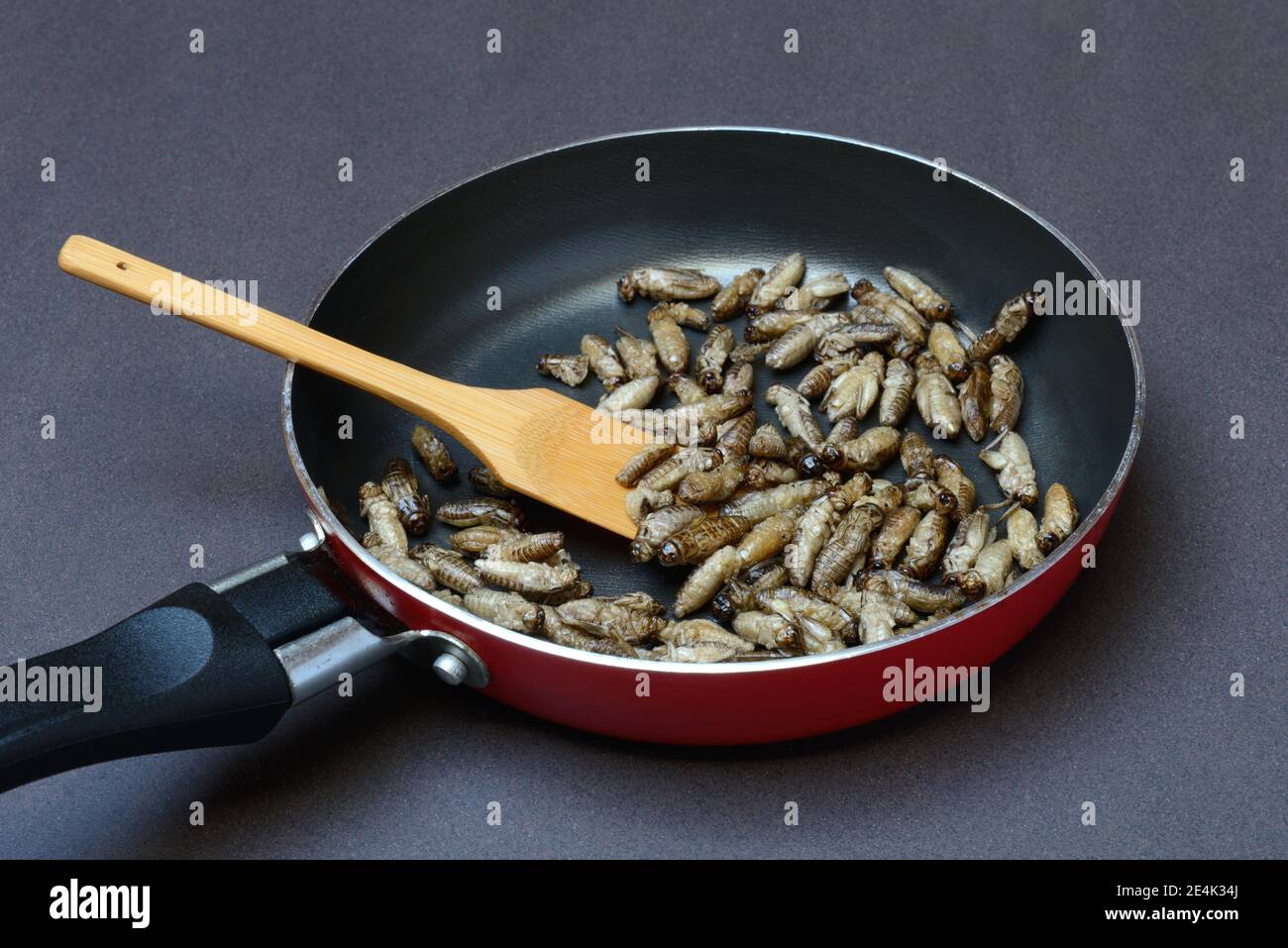 Fried crickets in pan, Acheta domesticus Stock Photo