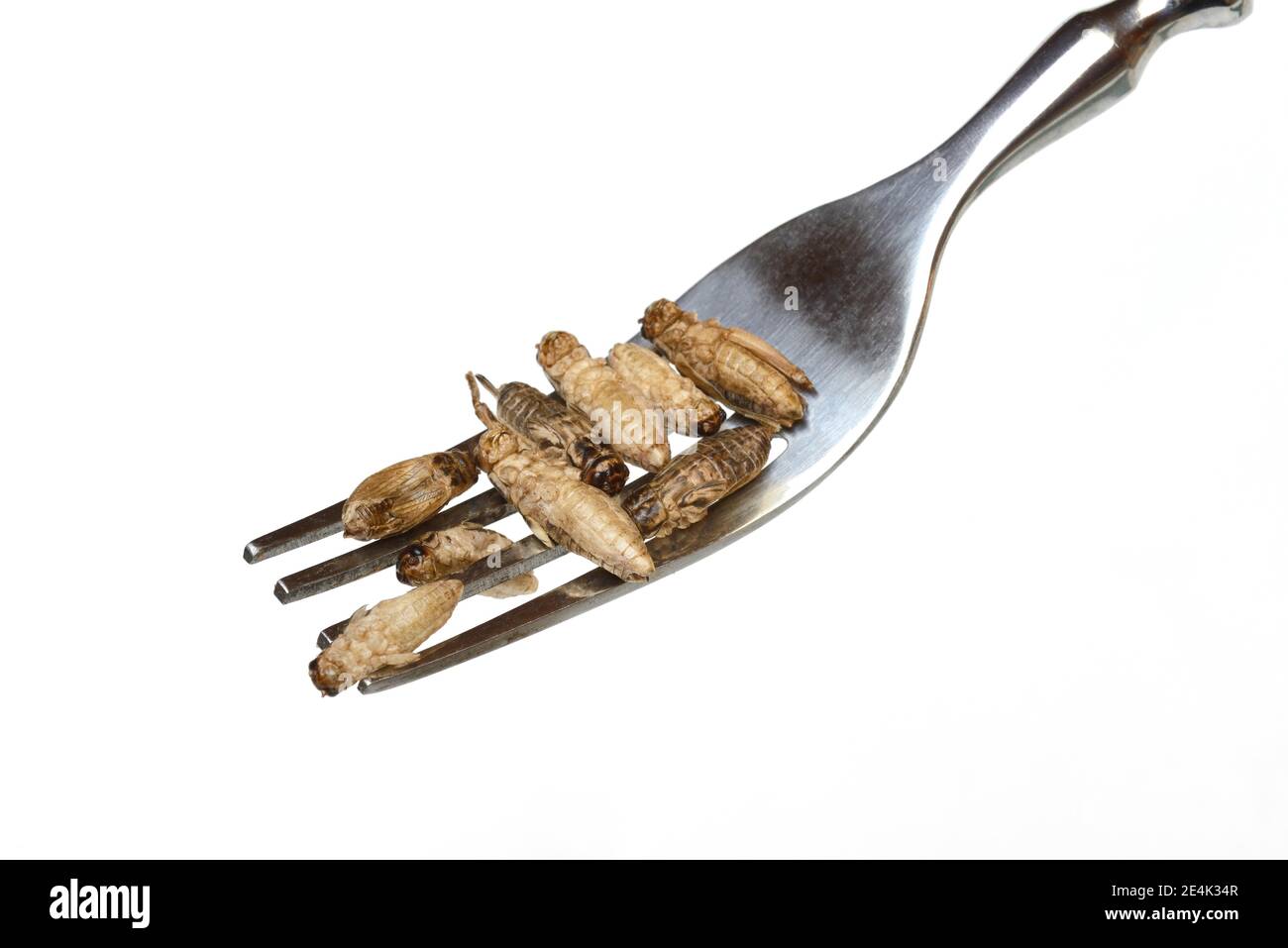 Dried crickets on fork, Acheta domesticus Stock Photo