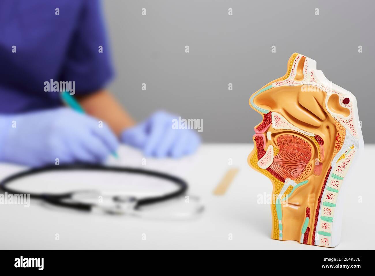 Nasal and oral cavity anatomical model for medical study on doctors table. ENT doctor during consultation over background Stock Photo