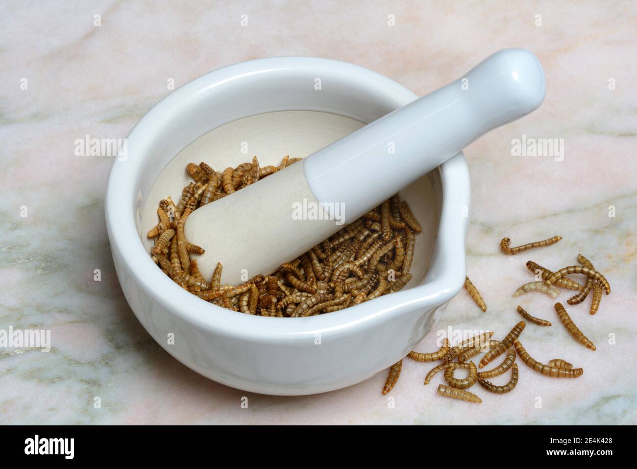 Flour worm, crushing of flour worms in grating bowl, Tenebrio molitor