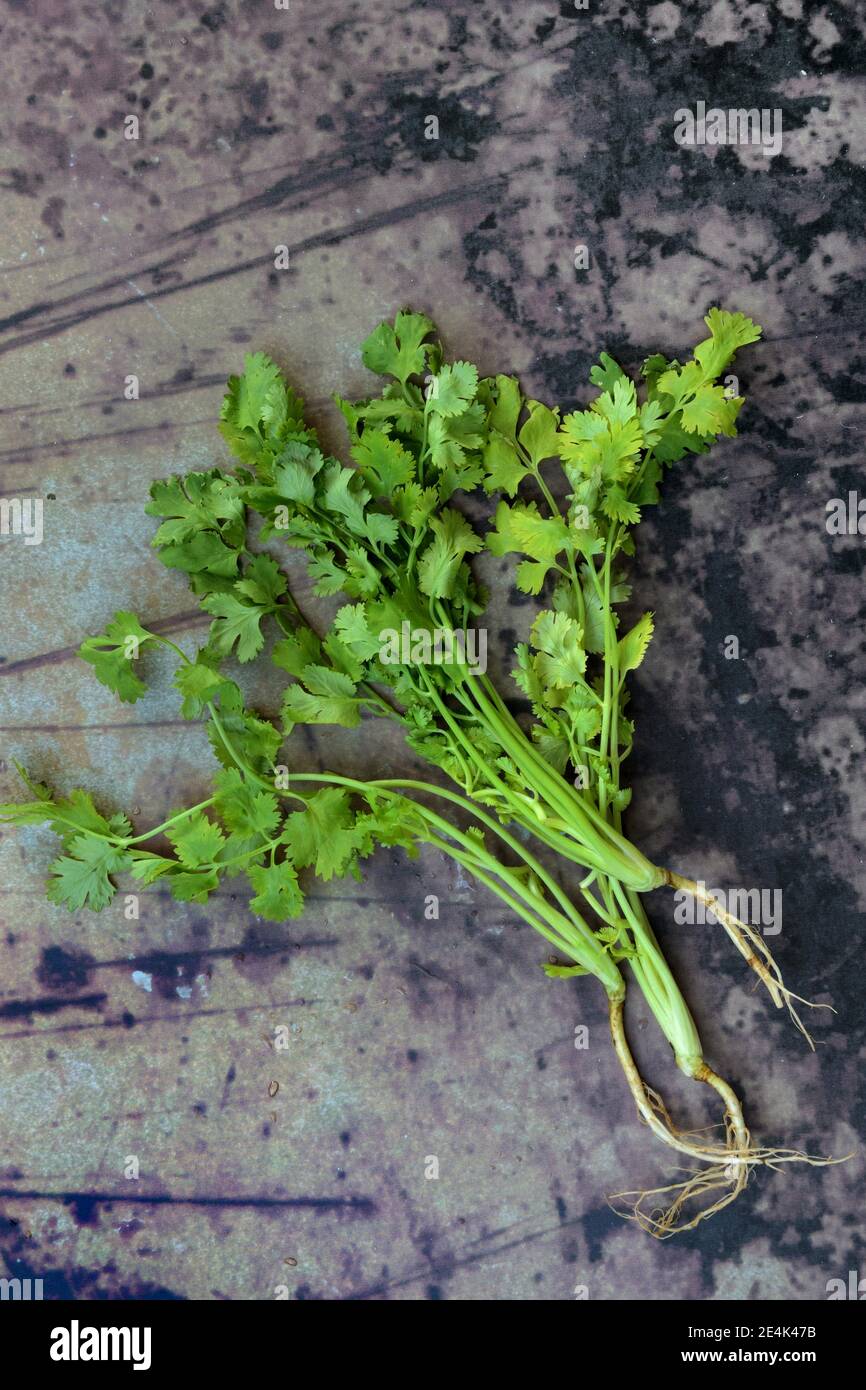 Real coriander, plant with root, Coriandrum sativum Stock Photo Alamy
