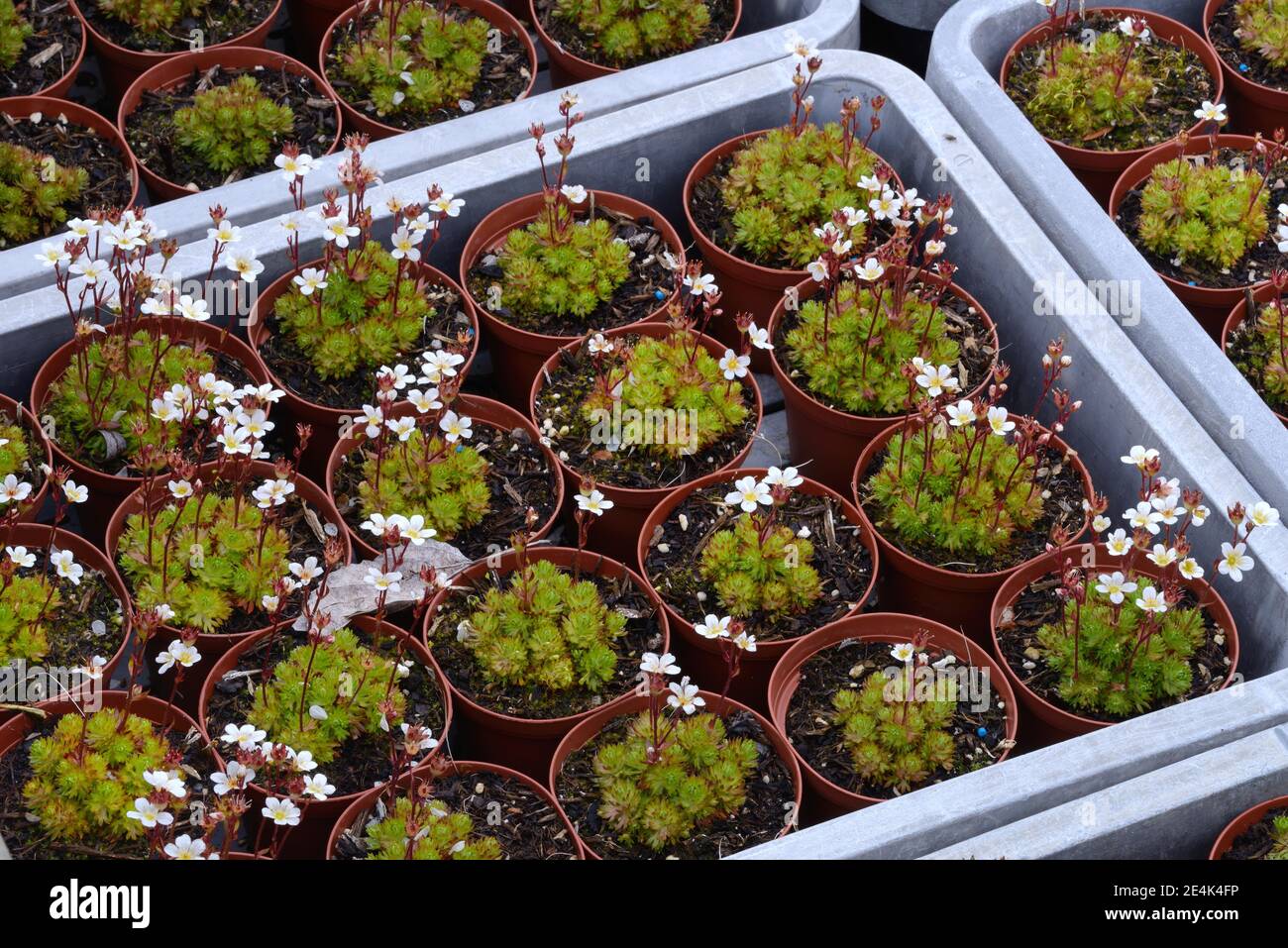 Saxifrage, Moss saxifrage, Saxifraga arendsii Alba, cultivation Stock Photo