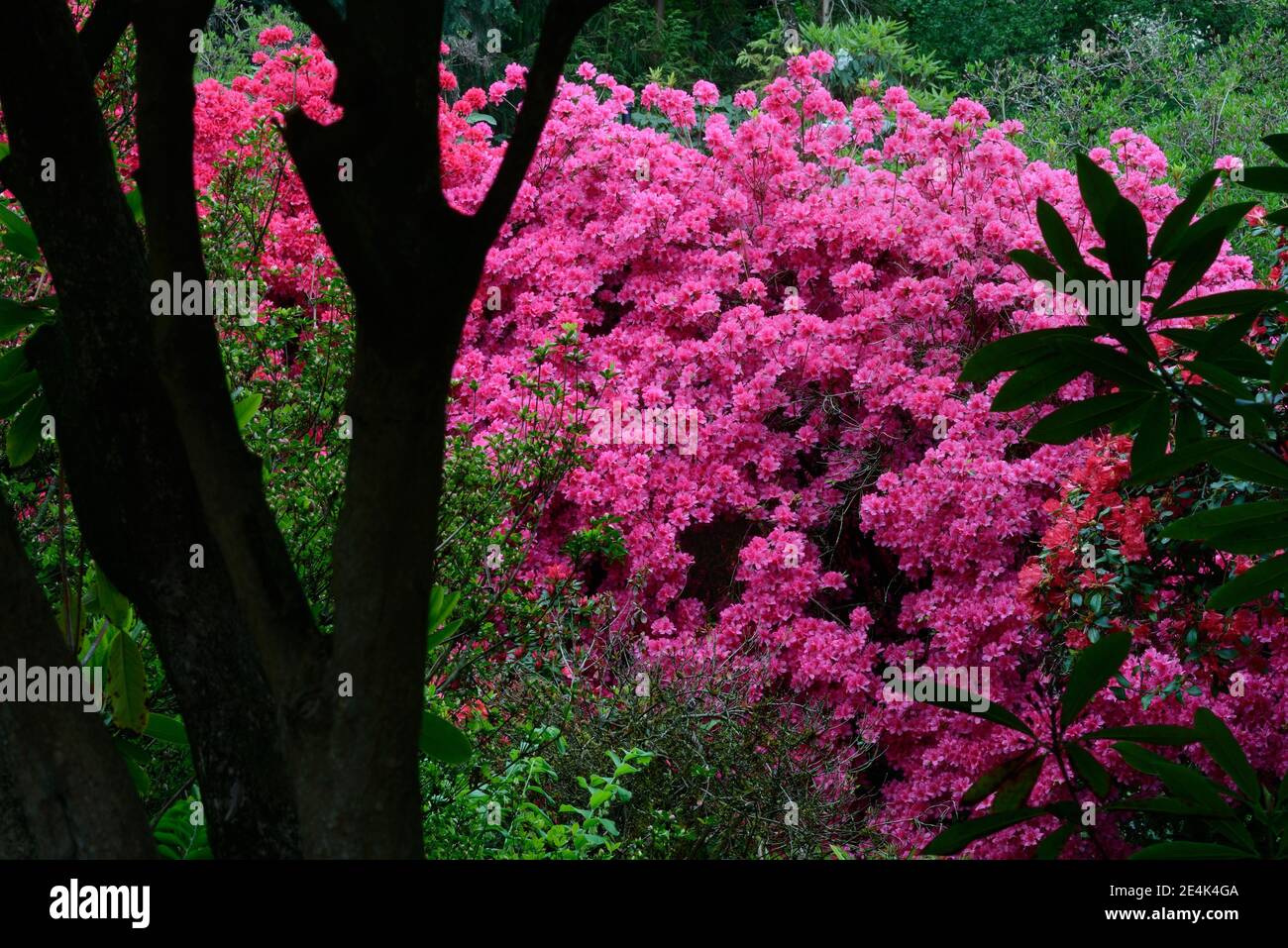 Flowering pink azaleas, Japanese azalea, Rhododendron x obtusum Stock ...