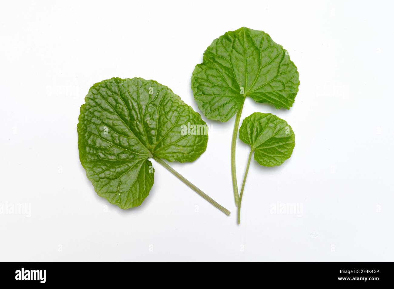 Leaves of the Japanese wasabi, Eutrema japonica, Wasabia japonica Stock