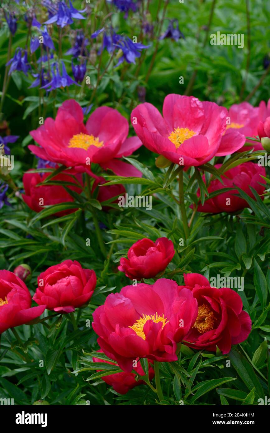 Peony, variety Coral Fay, Paeonia lactiflora x officinalis, Orville W