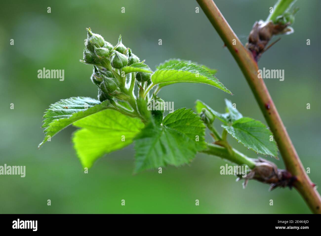 Blackberry Shoot High Resolution Stock Photography and Images Alamy