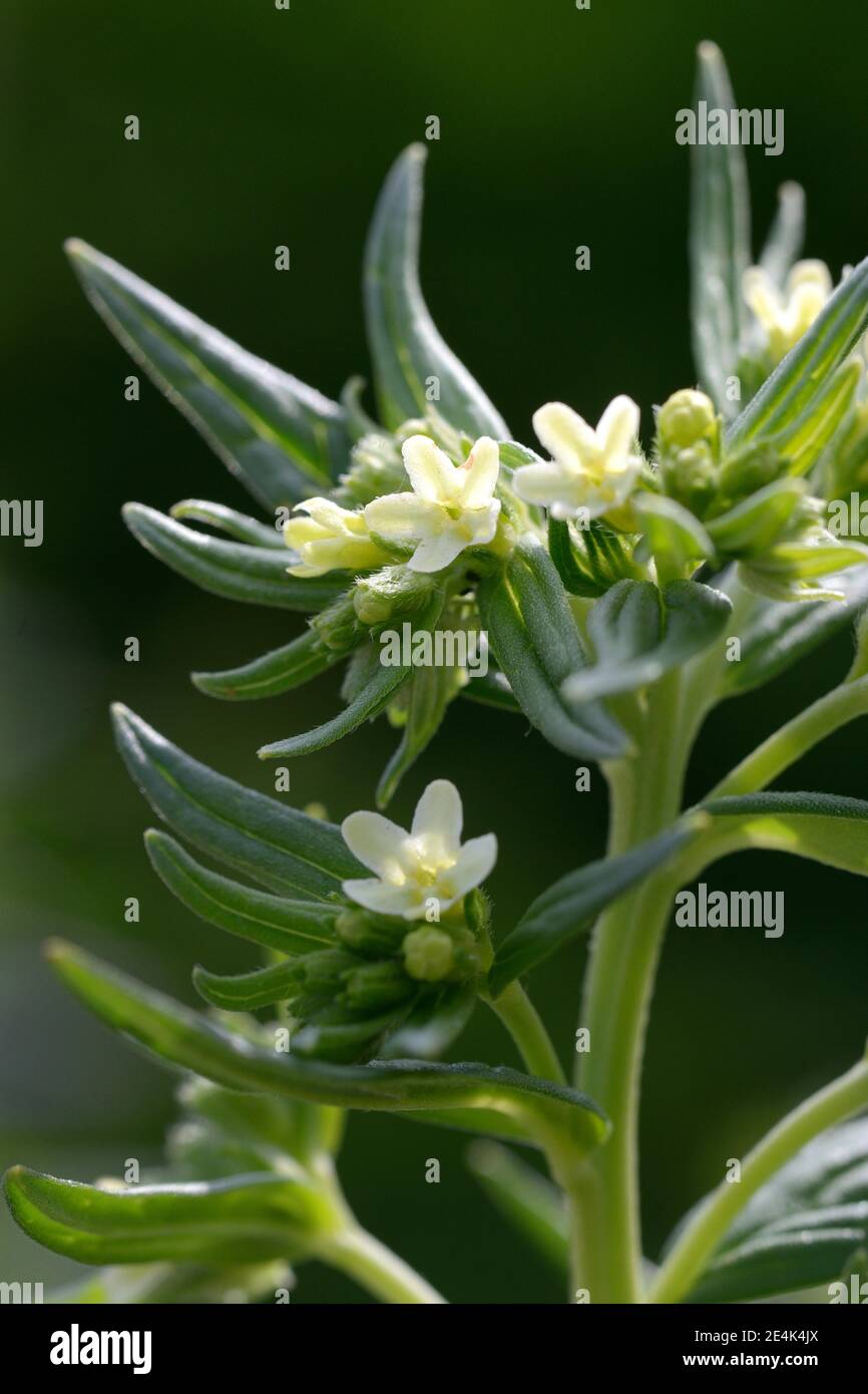 Real rock seed, Lithospermum officinale Stock Photo