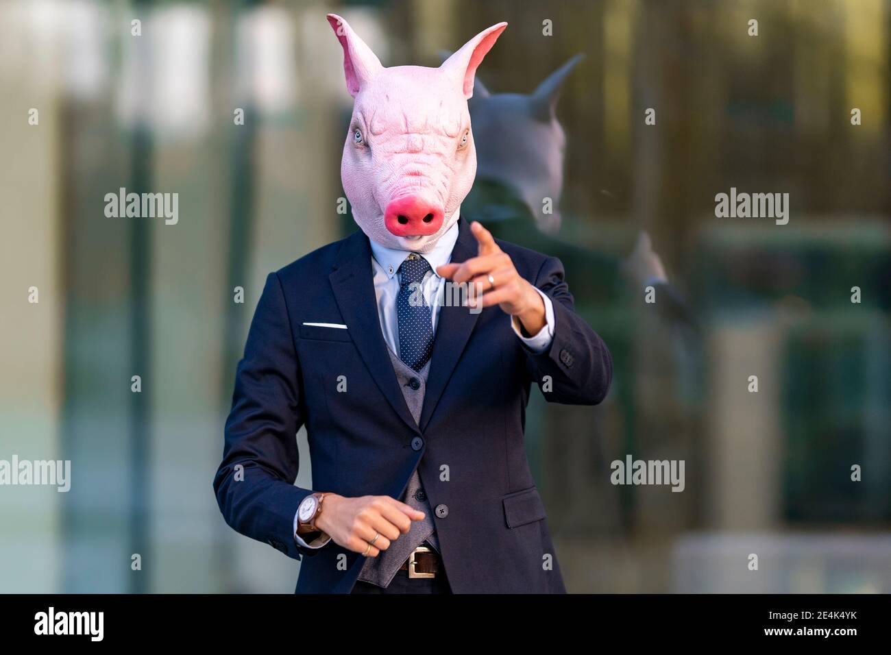 Urban pig hires stock photography and images Alamy
