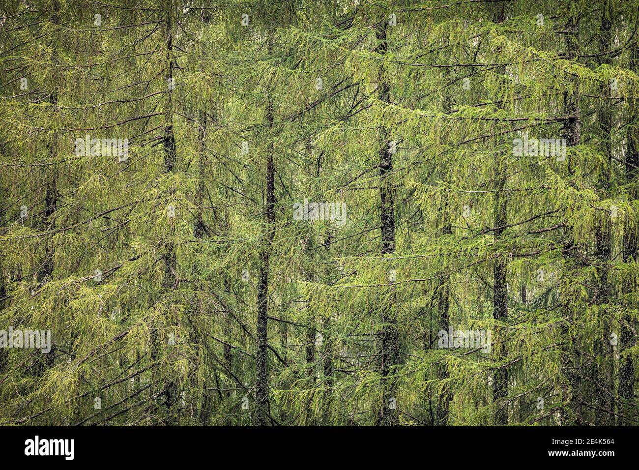 Larch trees in colour hi-res stock photography and images - Alamy