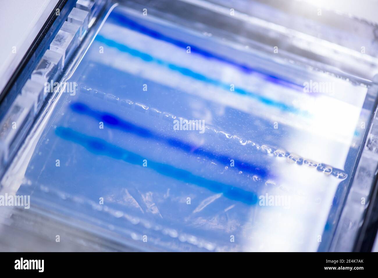 DNA sequencing gel in glass tray at laboratory Stock Photo