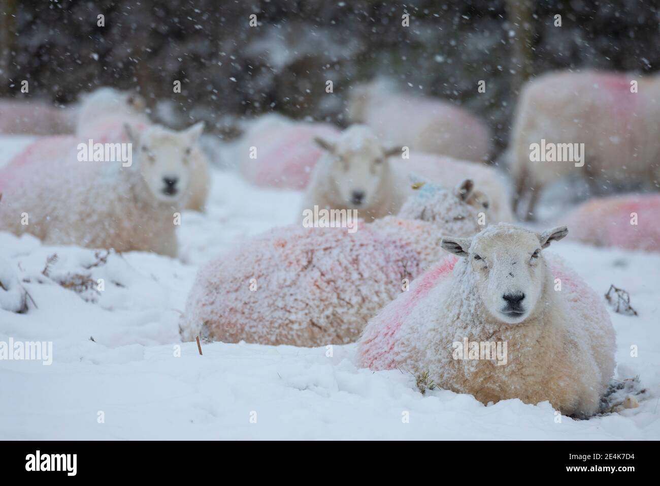 Flintshire, North Wales, UK Wednesday 24th January 2021, UK Weather:  Heavy snowfall in North Wales with a Met Office weather warning in place snow as a weather front tracks eastward across the country. Sheep covered in snow in the village of Rhes-y-Cae with snow expected all day for the area © DGDImages/Alamy Live News Stock Photo