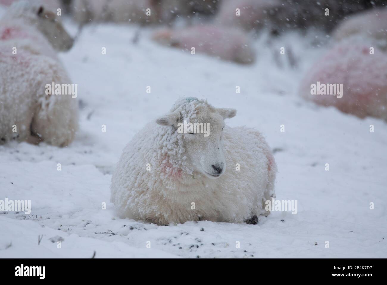 Flintshire, North Wales, UK Wednesday 24th January 2021, UK Weather:  Heavy snowfall in North Wales with a Met Office weather warning in place snow as a weather front tracks eastward across the country. A sheep covered in snow in the village of Rhes-y-Cae with snow expected all day for the area © DGDImages/Alamy Live News Stock Photo