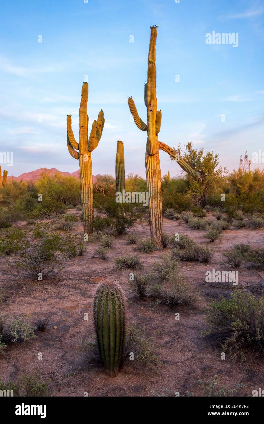 Saguaro cactus on land against sky at Sonoran Desert, Arizona, USA Stock  Photo - Alamy
