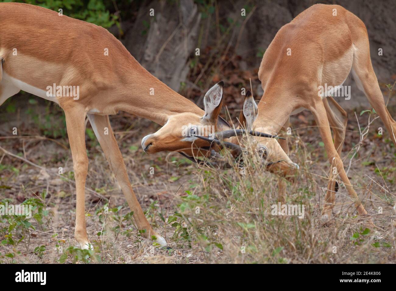 Impala (Aepyceros melampus).  Younger males in conflict. Head to head, horns interlocked, testing, physical, strength, determination, for dominance. Stock Photo
