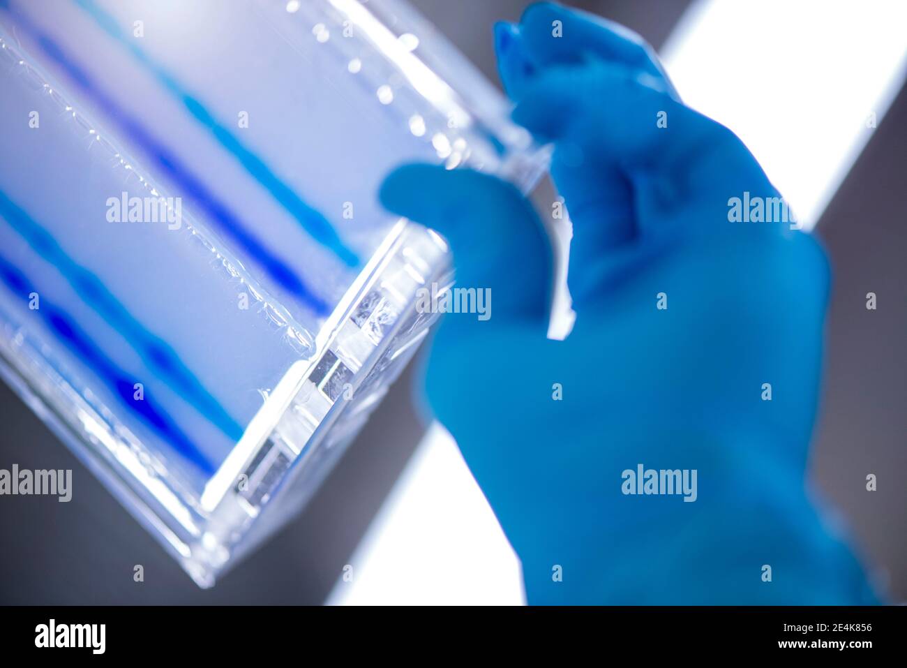 Researcher with tray filled with DNA sequencing gel in laboratory Stock Photo