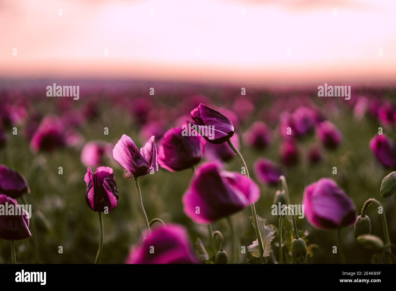 Landscape grass poppy hi-res stock photography and images - Alamy