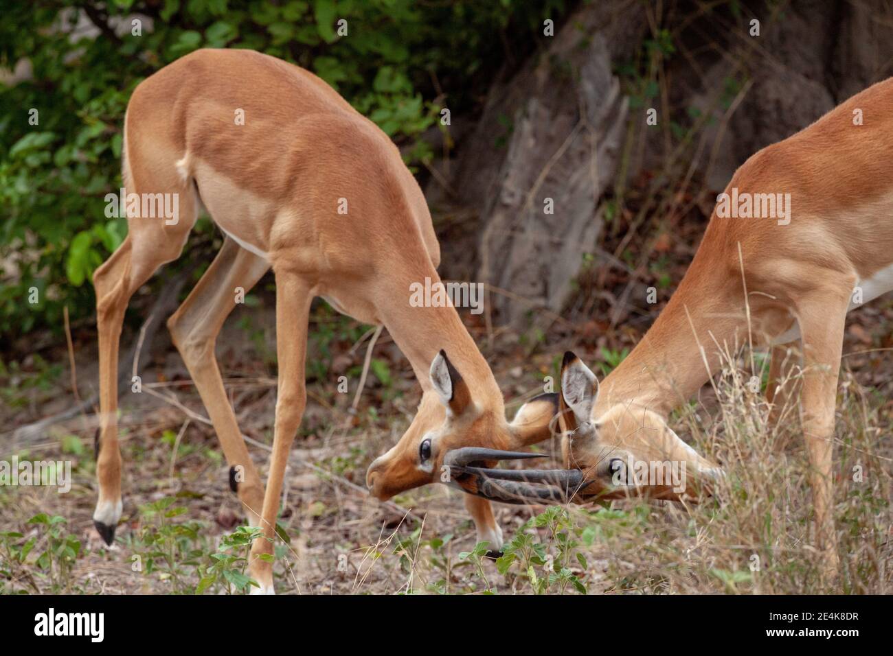 Impala (Aepyceros melampus).  Younger males in conflict. Head to head, horns interlocked, testing, physical, mental, determination, for dominance. Stock Photo