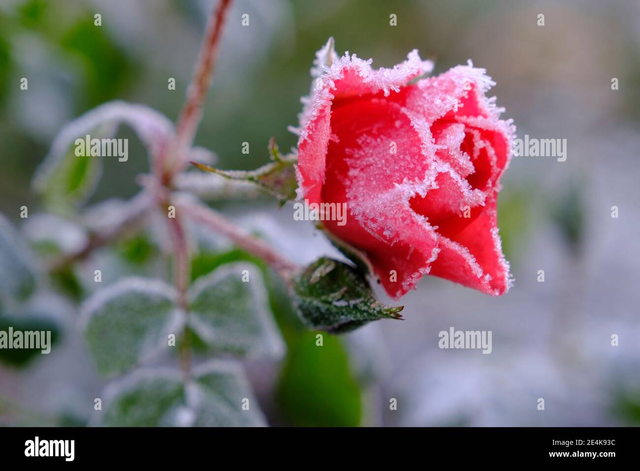 Memorize Analogy Tips Do Roses Need To Be Covered In Winter Uctsc Org
