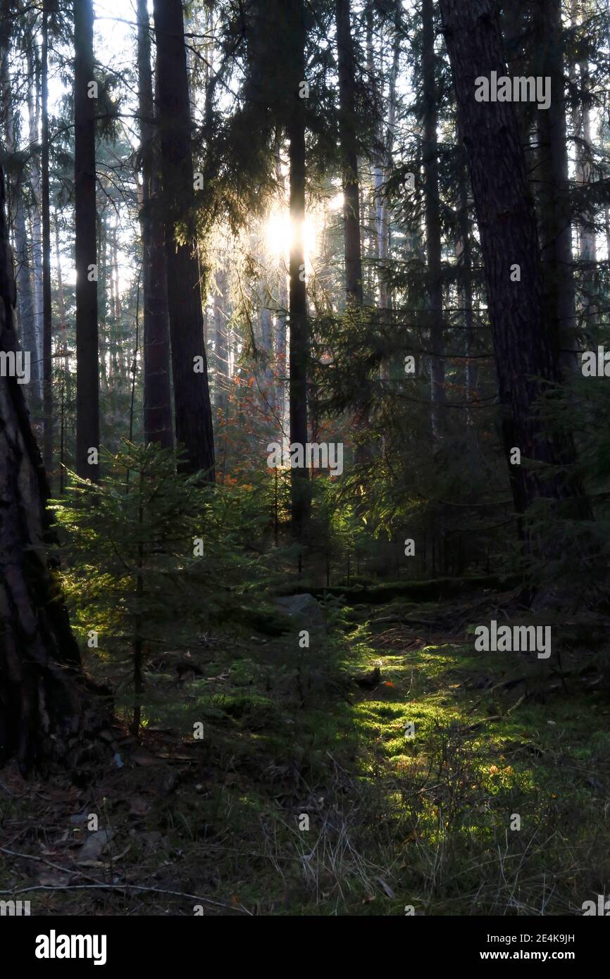 Forest at sunset Stock Photo - Alamy
