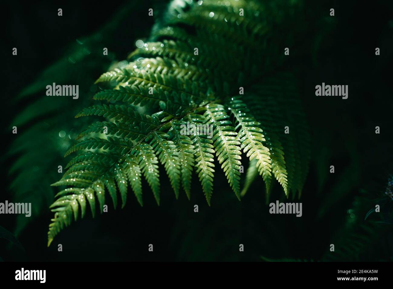 Fern growing in forest hi-res stock photography and images - Alamy