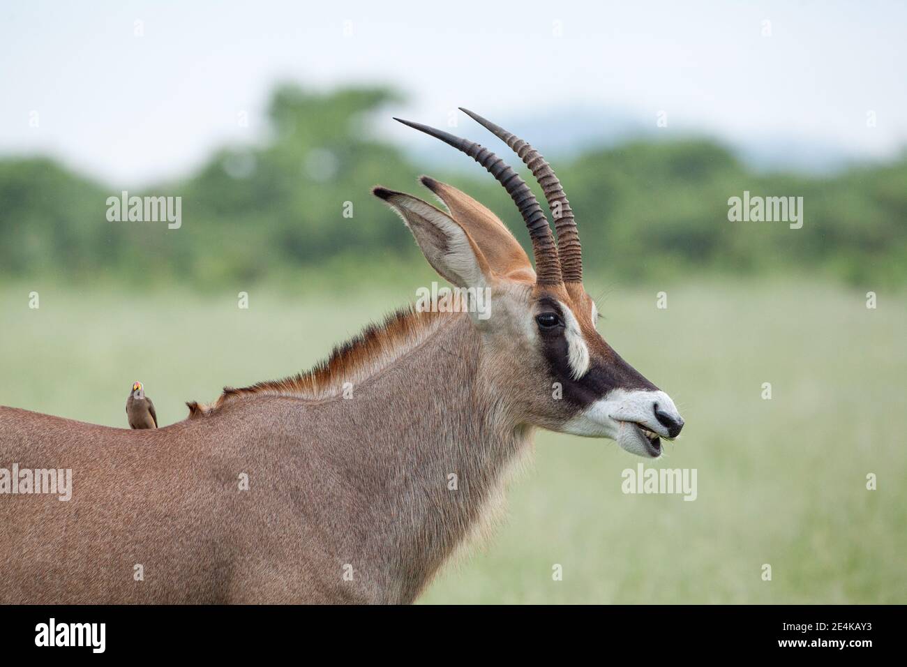 Roan Antelope, Hippotragus equinus. Red-biiled Oxpeckers Buphagus erythorhynchus, on her shoulder. Parasites, symbiosis, Food chain, Botswana. Africa. Stock Photo