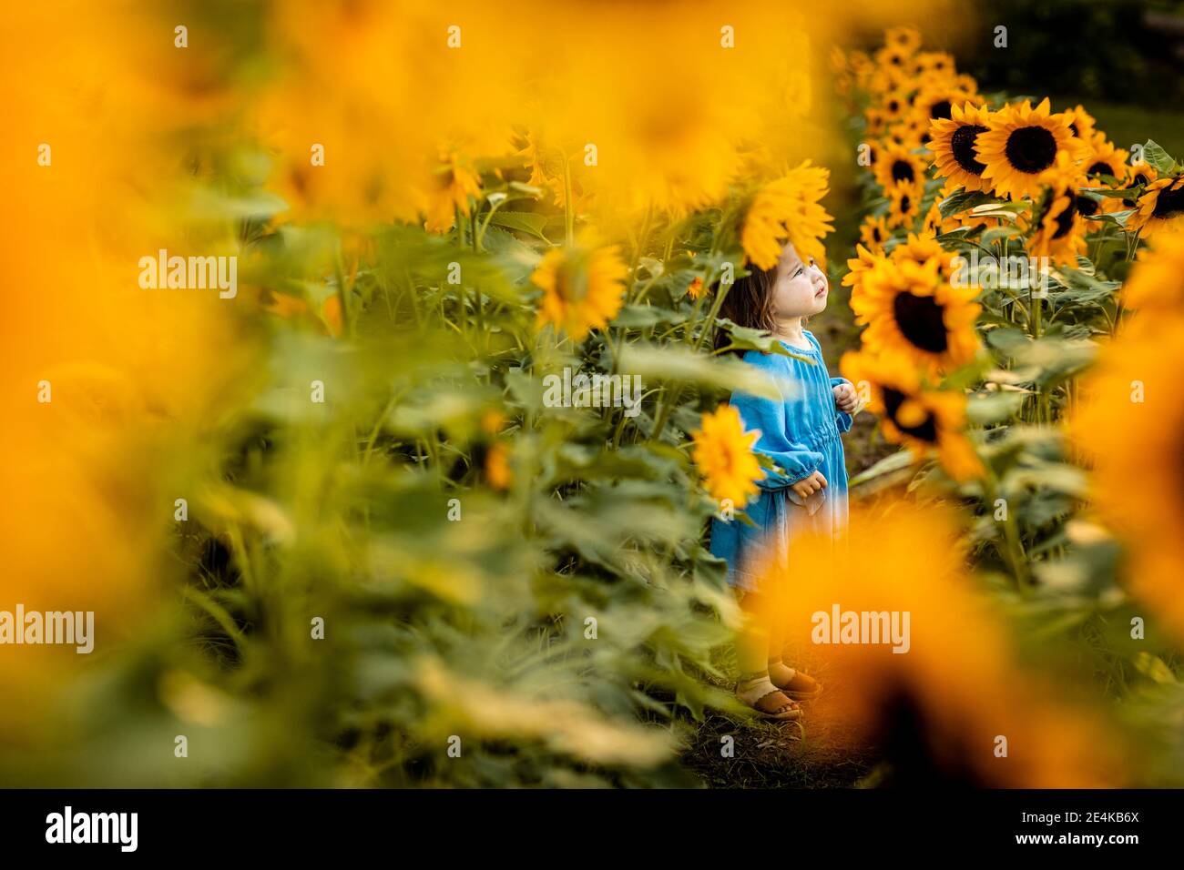 Little girl standing alone in sunflower field Stock Photo - Alamy