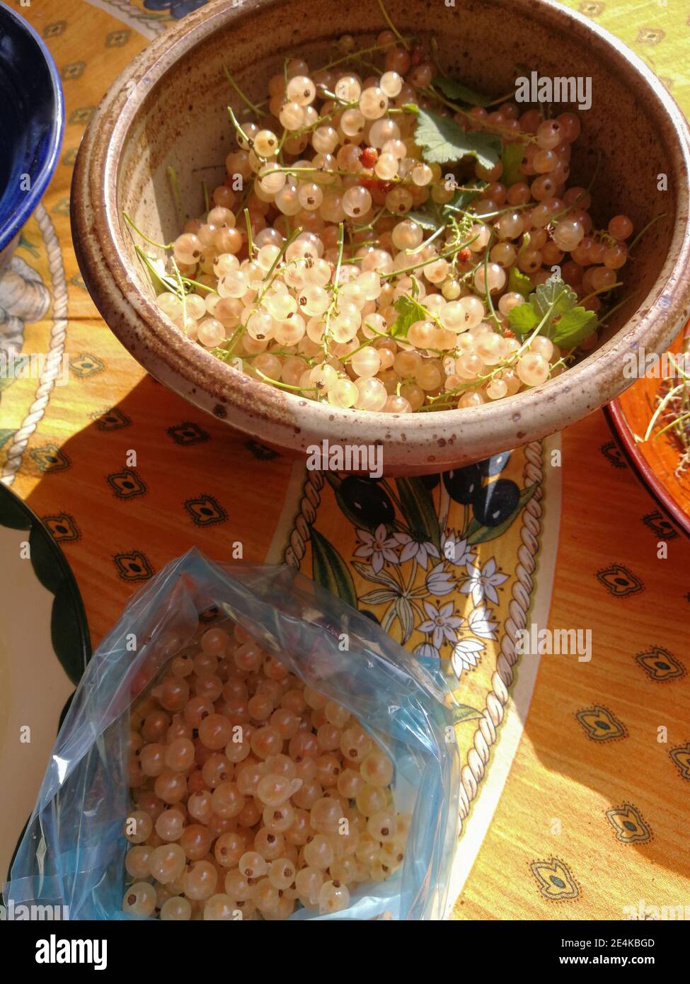 Sorting of yellow currants from a garden harvest on a table Stock Photo