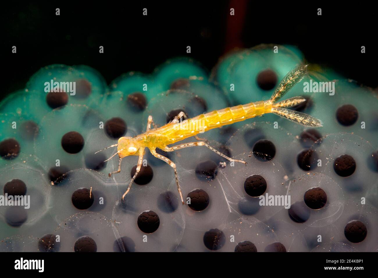 Underwater view of yellow insect crawling on tadpoles Stock Photo