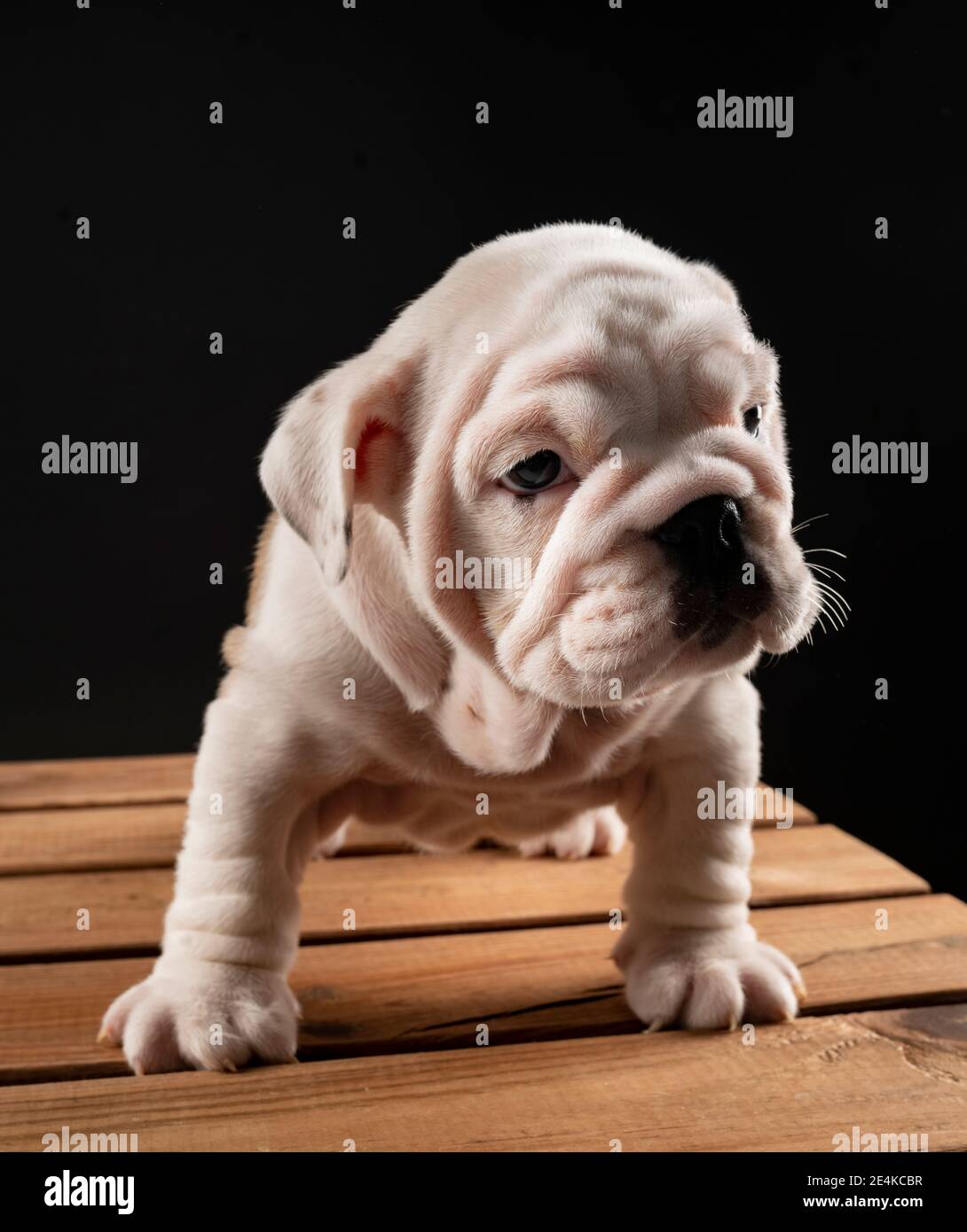 Portrait of English Bulldog puppy Stock Photo