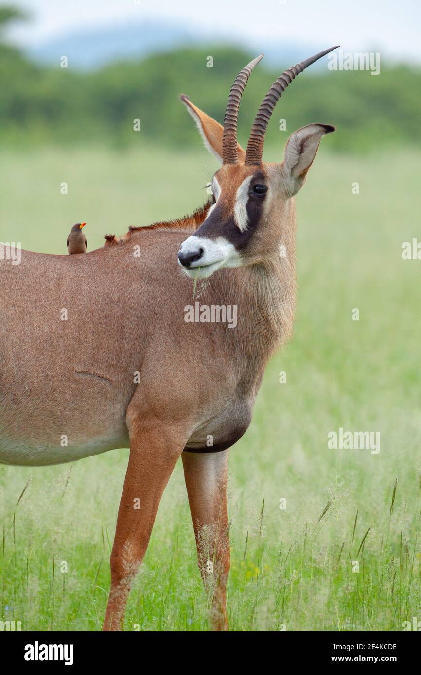 Roan Antelope Hippotragus equinus. Red-billed Oxpecker Buphagus erythorhynchus on shoulders seeking external parasites, ticks, bloodsucking flies. Stock Photo