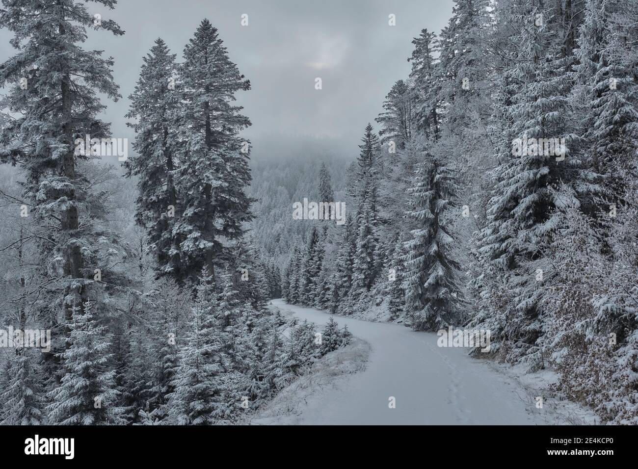 Pathway surrounded by trees hi-res stock photography and images - Alamy