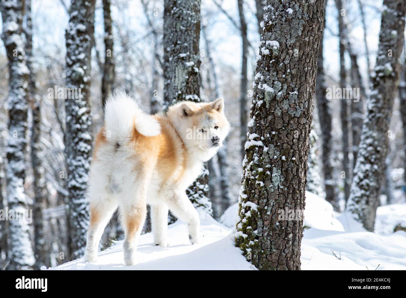 Akita dog walking in forest in snow Stock Photo