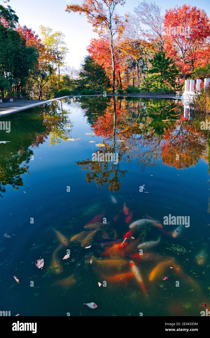 Koi pond in autumn park Stock Photo